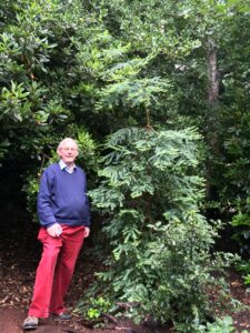 A man is standing on the left hand side of the picture with a tree on the right hand side.