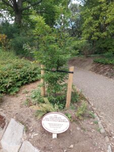 An image of a small tree with an oval-shaped plaque in front of it.